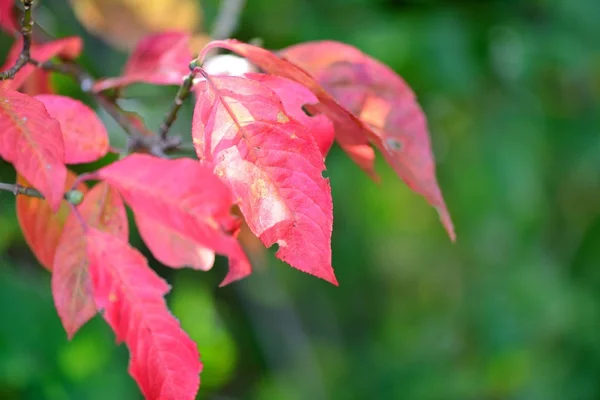 Hermoso fondo de otoño es con la ramita de árbol de huso (Euonymus europaeus ) — Foto de Stock