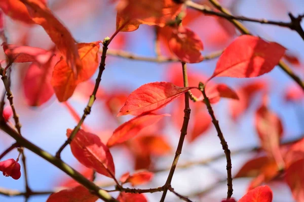 Rode herfstbladeren tegen de hemel. — Stockfoto