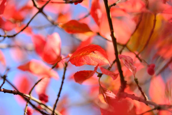 Autunno foglie rosse contro il cielo . — Foto Stock