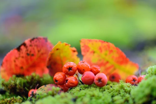 Bagas de Rowan com folhas de outono em musgo verde. Fundo de outono — Fotografia de Stock