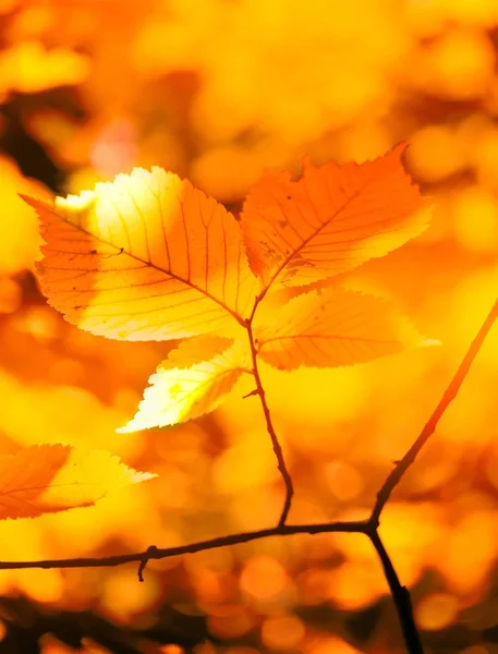 Gele herfstbladeren van hazel in het zonlicht in het bos — Stockfoto