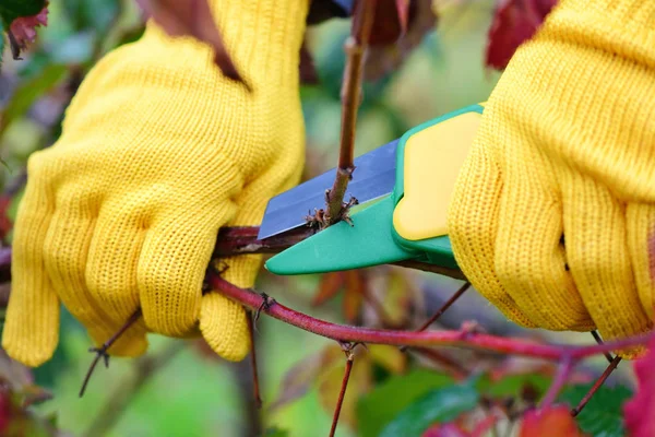 Руки з рукавичками садівника виконують ремонтні роботи, обрізання кущів восени — стокове фото