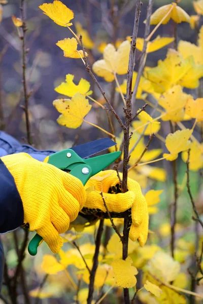 Руки з рукавичками садівника виконують ремонтні роботи, обрізання кущів восени — стокове фото