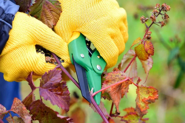 Mains avec gants de jardinier effectuant des travaux d'entretien, élagage des buissons en automne — Photo