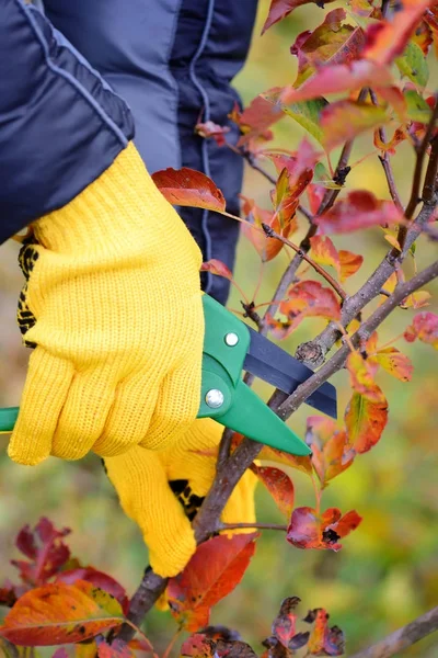 Mains avec gants de jardinier effectuant des travaux d'entretien, élagage des arbres en automne — Photo