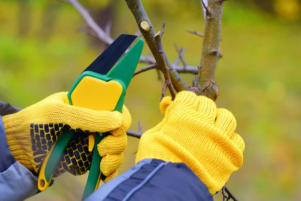 Mãos com luvas de jardineiro fazendo trabalhos de manutenção, poda de árvores no outono — Fotografia de Stock