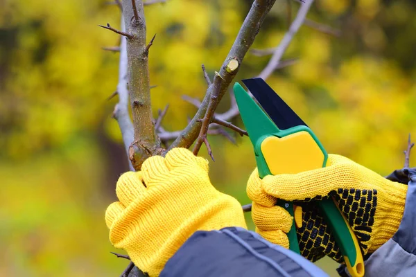 Mãos com luvas de jardineiro fazendo trabalhos de manutenção, poda de árvores no outono — Fotografia de Stock