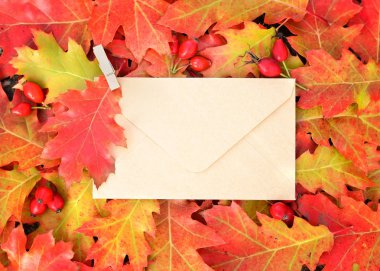 Zarf ve Meşe yaprağı ile renkli sonbahar arka plan. Üstten Görünüm