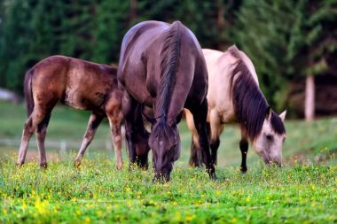 Dağlardaki çayırdaki atlar.
