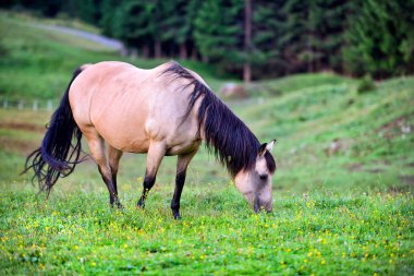 Dağlardaki çayırlarda at