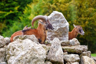 Doğal ortamda büyük Avrupa moufflon