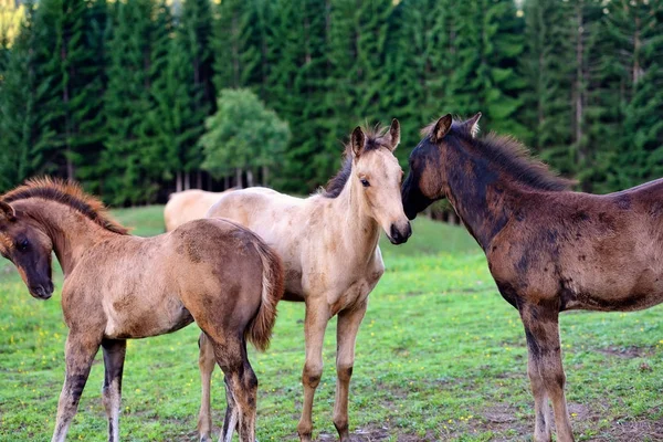 Los potros en el campo de hierba tocan sus cabezas — Foto de Stock