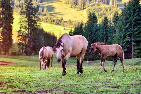 Koně na louce v horách — Stock fotografie