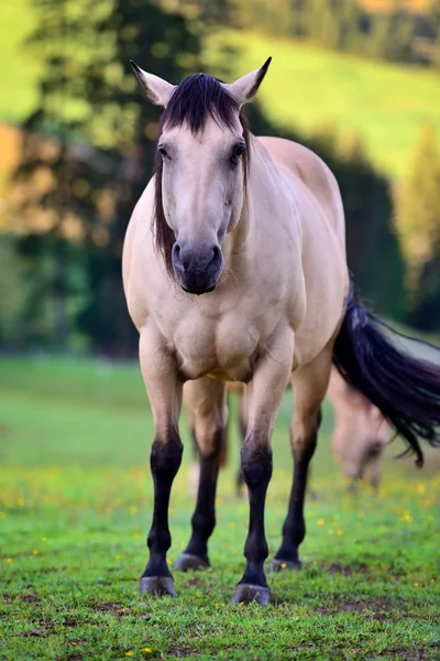 Kůň na koni. Portrét koně, hnědý kůň — Stock fotografie