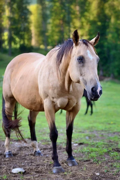 Paard op de natuur. Portret van een paard, bruin paard — Stockfoto