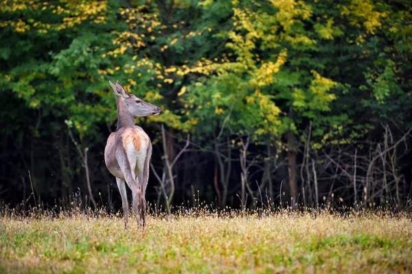 Жінка червоних оленів стоїть в осінньому лісі. Дикі тварини в природному середовищі існування — стокове фото