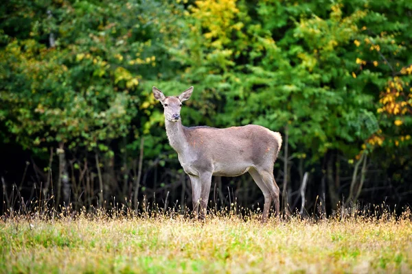 Ciervo rojo hembra de pie en el bosque de otoño. Animales salvajes en hábitat natural —  Fotos de Stock