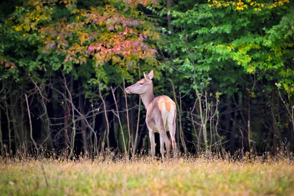 Cerf rouge femelle debout dans la forêt d'automne. Animaux sauvages dans l'habitat naturel — Photo