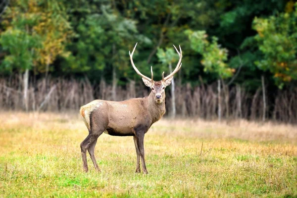 Cervos vermelhos majestosos no habitat natural — Fotografia de Stock