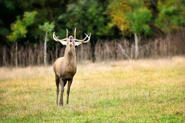 Majestátní dospělý jelen v prostředí přírody. Říje — Stock fotografie