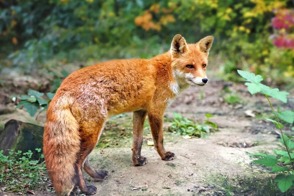 Raposa vermelha europeia (Vulpes vulpes) na floresta . — Fotografia de Stock