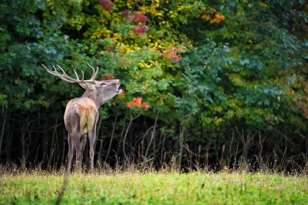 Majestueux cerf rouge adulte rugissant dans la forêt d'automne. Rutting saison — Photo