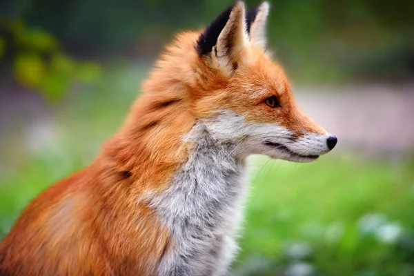 Red Fox tegen de achtergrond van een groene natuur — Stockfoto