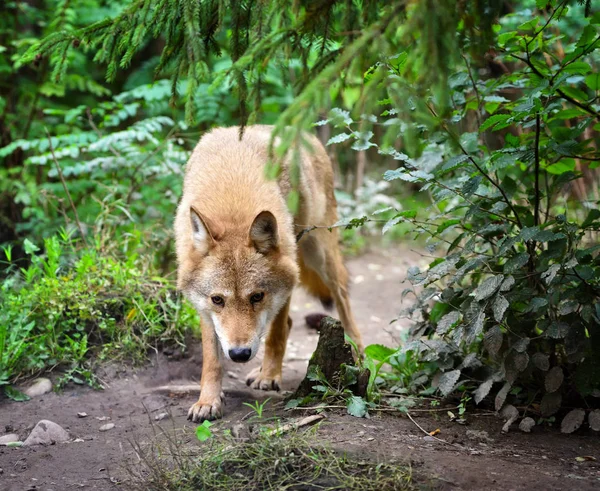 Ξυλεία λύκος (Canis lupus) κυνήγι στο δάσος — Φωτογραφία Αρχείου