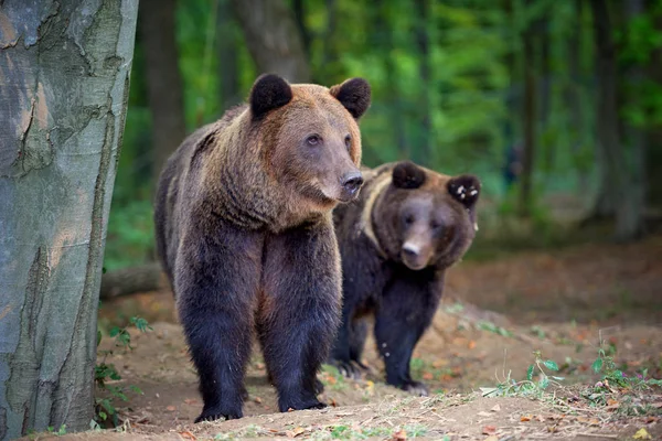 Ours brun européen dans un paysage forestier à l'automne. Gros ours bruns dans la forêt . — Photo