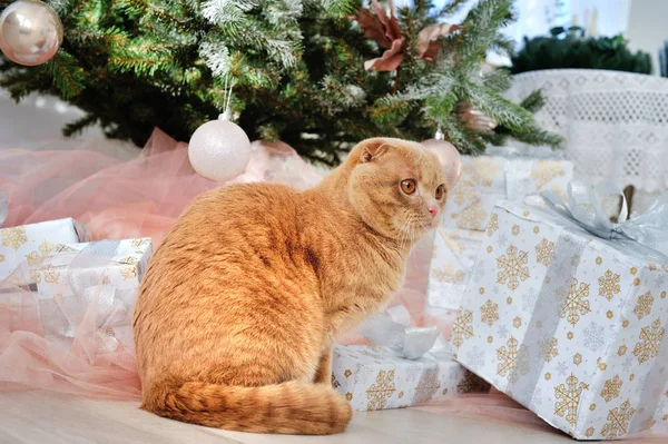 Γκρο πλαν Σκωτικής Διπλώνετε οικόσιτης γάτας με δώρα κάτω από το χριστουγεννιάτικο δέντρο — Φωτογραφία Αρχείου