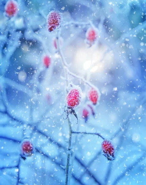 Röda Nypon bär med hoar frost — Stockfoto