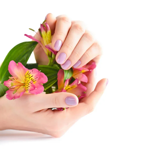 Manos de una mujer con manicura rosa en las uñas y flores alstroemeria sobre un fondo blanco —  Fotos de Stock