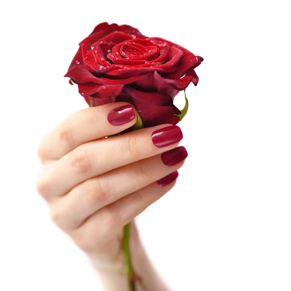Рука женщины с красным маникюром с красной розой на белом фоне — стоковое фото