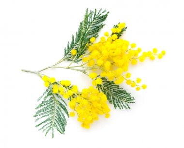 Beyaz arka plan üzerinde izole Mimoza (Gümüş wattle) Şubesi
