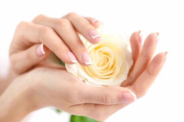 Mãos de uma mulher com bela manicure francesa e rosa branca — Fotografia de Stock