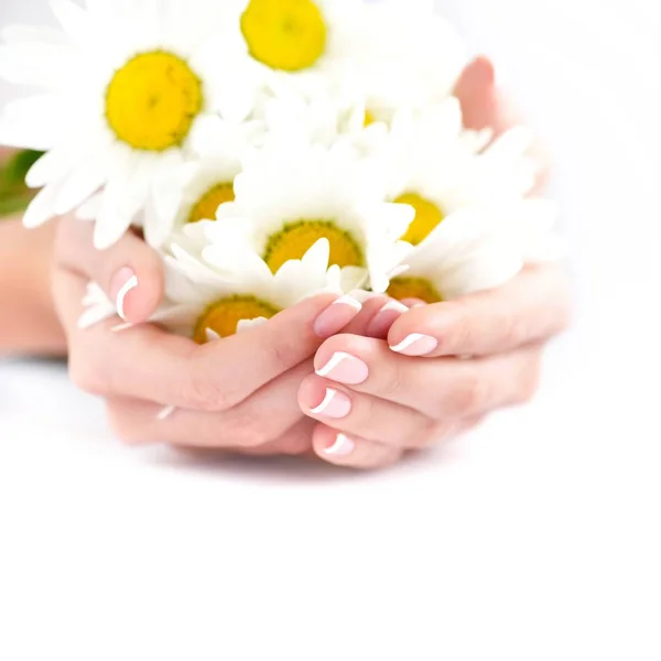 Hermosa mujer francesa manicura manos con flores frescas de margarita —  Fotos de Stock