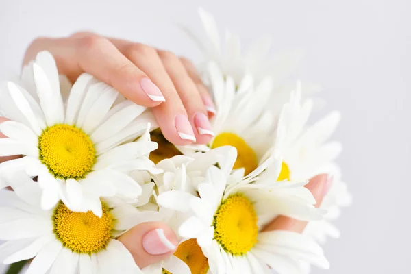 Händerna på en kvinna med vacker fransk manikyr och vita prästkrage blommor — Stockfoto