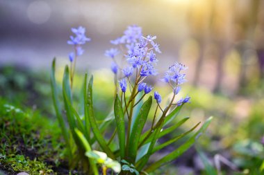 Ormanda bahar çiçekleri. Scilla Bifolia.