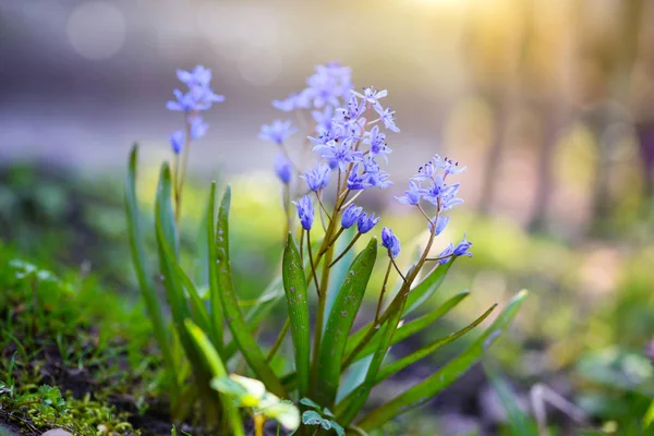 Flores de primavera em uma floresta. Scilla Bifolia. — Fotografia de Stock