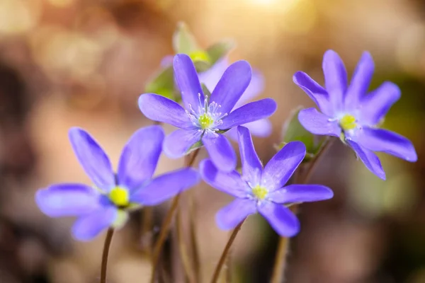 Floração na floresta de primavera Hepatica nobilis — Fotografia de Stock