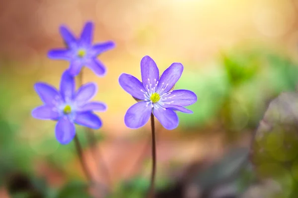 Floração na floresta de primavera Hepatica nobilis — Fotografia de Stock