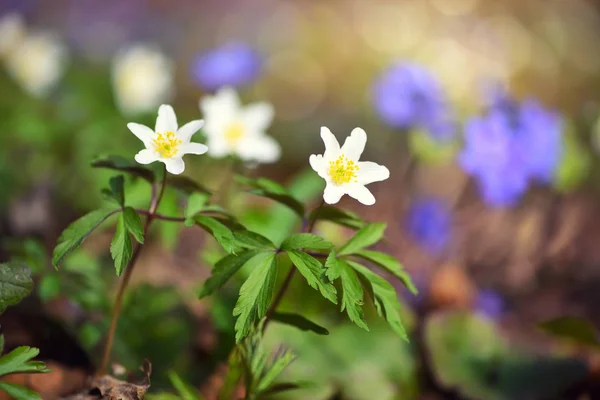 Anemone sylvestris. Primeiras flores de primavera — Fotografia de Stock