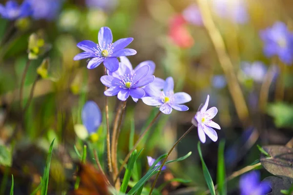 Blooming in the spring forest Hepatica nobilis — Stock Photo, Image