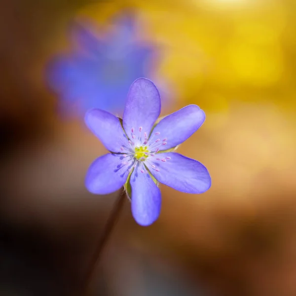 春の花のクローズ アップ。肝ノビリス. — ストック写真