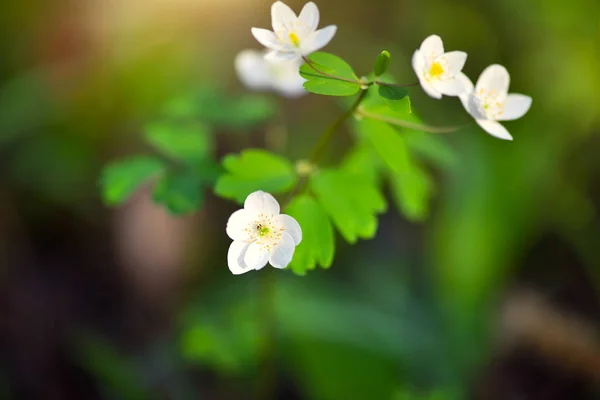 Spring flower close-up. Isopyrum thalictroides. — Stock Photo, Image