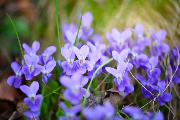 Fioletowe kwiaty (viola odorata) — Zdjęcie stockowe