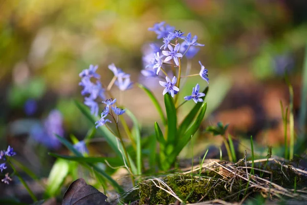 森の中の春の花。シラ・ビフォリア. — ストック写真