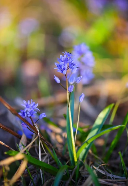 Flores de primavera em uma floresta. Scilla Bifolia. — Fotografia de Stock