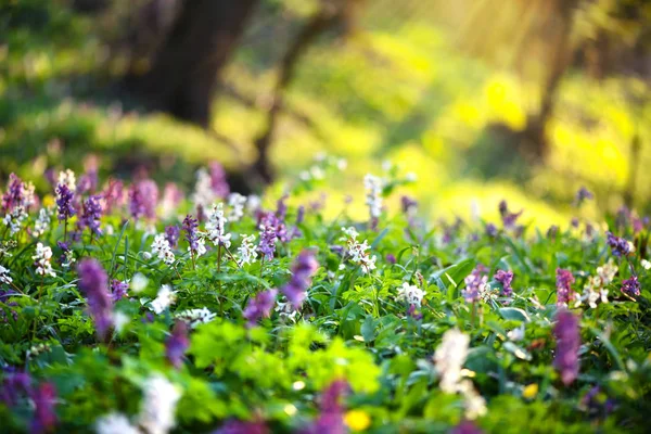 Wiosenny las z kwitnącymi kwiatami Corydalis cava — Zdjęcie stockowe