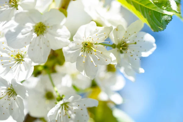Цветы цветут на ветке вишни против голубого неба — стоковое фото
